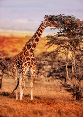 Manger une girafe lors d& 39 un safari en voiture sauvage