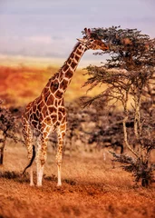 Crédence de cuisine en verre imprimé Girafe Manger une girafe lors d& 39 un safari en voiture sauvage