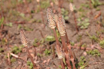 つくし　春　かわいい