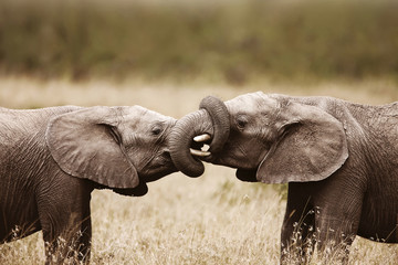 Elephants touching each other gently - Addo Elephant National Park