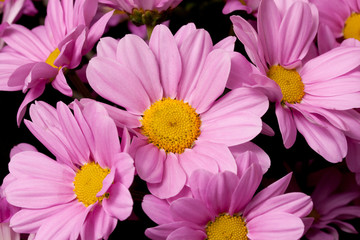 chrysanthemum closeup