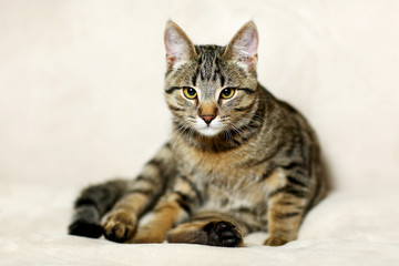 Beautiful striped cat sits on gray background
