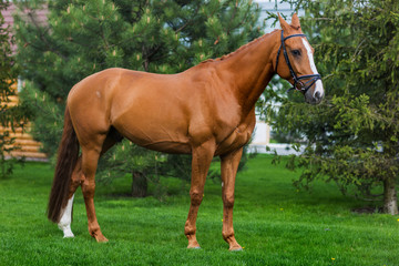 Brown horse standing in the green meadow