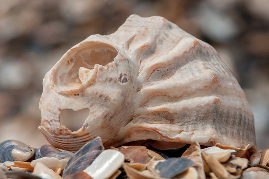 Shell on the beach - selective focus, copy space