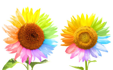 Obraz premium Two sunflowers with petals painted in different colors