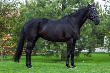 Strong black stallion standing alone against greenery in the summer
