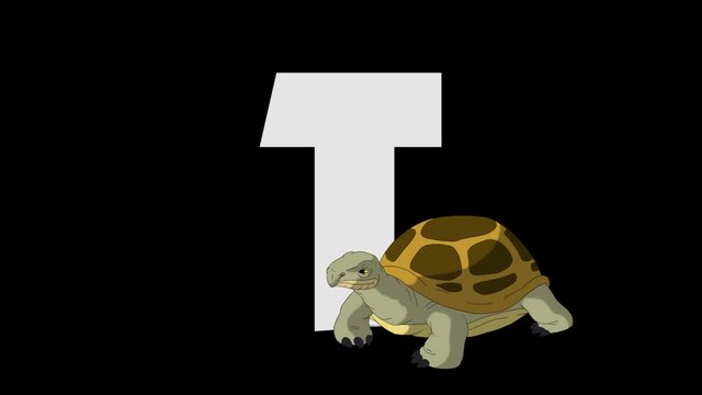 Letter T and Turtle (foreground)
Animated animal alphabet. HD footage with alpha channel. Animal in a foreground of letter.