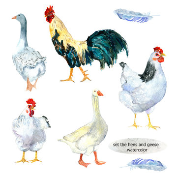 set the hens and goose. The watercolor drawing. Can be used for postcards, prints and design