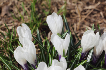 The blossoming spring crocuses