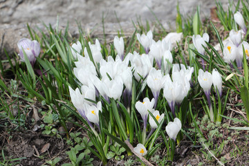 The blossoming spring crocuses