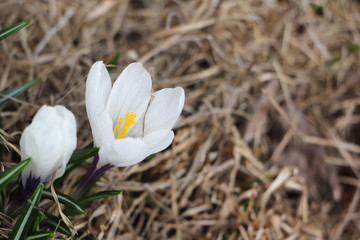 The blossoming spring crocuses