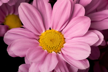 chrysanthemum closeup