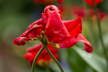zwei gekreuzte rote verblühende tulpen / two crossed red whithering tulips