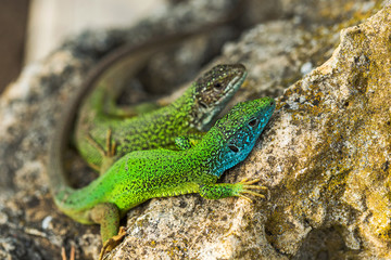 Two green emerald glossy geckos lizards on a rock 