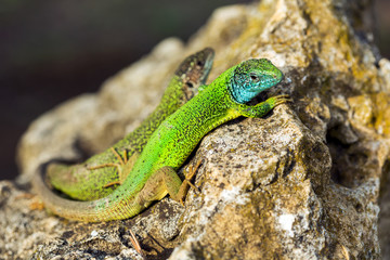 Naklejka na ściany i meble Two green emerald glossy geckos lizards on a rock 