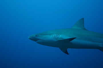 White Shark underwater Cuba caribbean sea