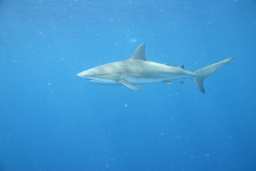 White Shark underwater Cuba caribbean sea