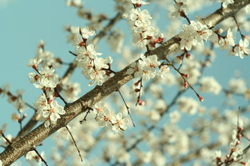 apricot flowers