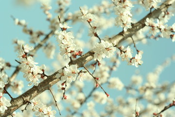 apricot flowers