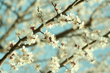 apricot flowers