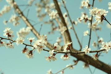 apricot flowers