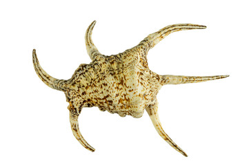 Sea shells isolated on white background close up exclusively.