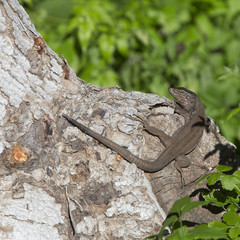 Tenerife Lizard (Gallotia galloti) basking on a log, Tenerife, Canary Islands, Spain.