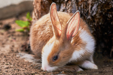 Borwn and white rabbit sniffing the ground