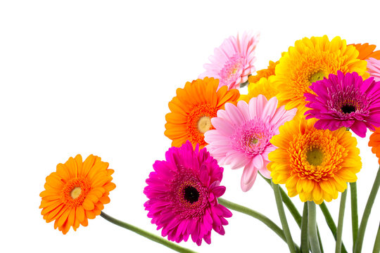 Fototapeta Bunte Blumen - Gerbera - Freisteller