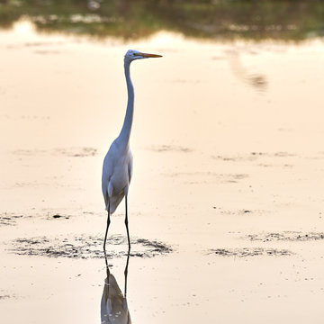 White erget standing tall in a marsh