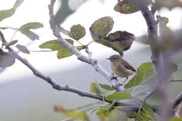 Canary Islands Chiffchaff, (Phylloscopus canariensis), Tenerife, Canary Islands, Spain.