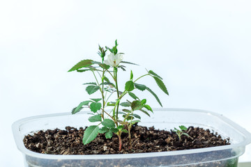 seedlings white roses in a pot