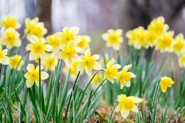 Daffodil yellow flower full bloom in spring season.