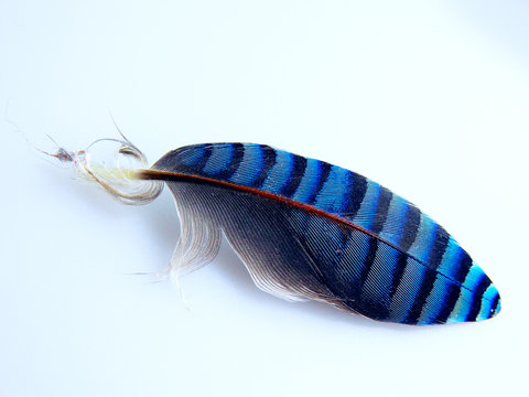 Blue Jay Feather Isolated On White Background