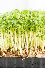 Frische Kresse mit Wasser besprenkelt vor wei&szlig;em Hintergrund