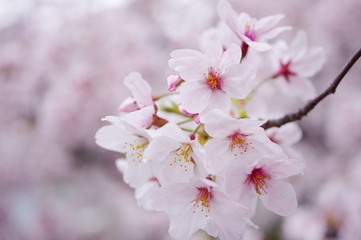 染井吉野の花