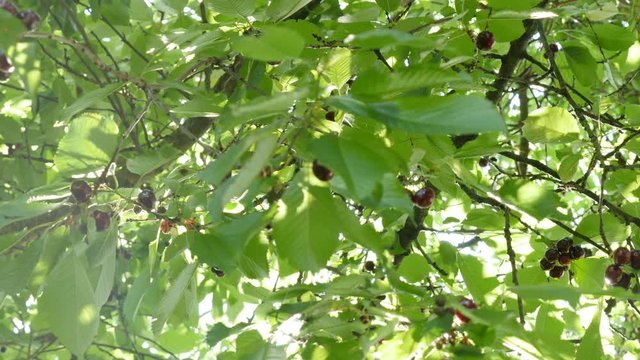 Panning on cherry tree with tasty fruits on branches natural 4K 2160p 30fps UltraHD footage - Sun through cherry-tree leaves and branches 4K 3840X2160 UHD pan video 