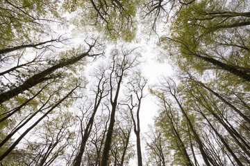 Buchenwald, im Frühling, Sauerland, Nordrhein-Westfalen, Deutschland