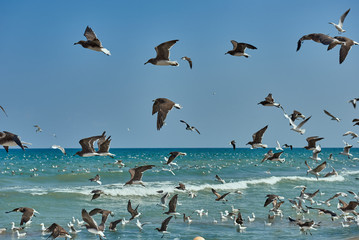 Seagulls flying over the water and floating on the sea