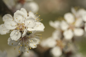 apricot flowers