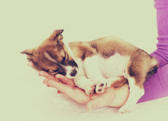 little puppy sleeping in the hands of