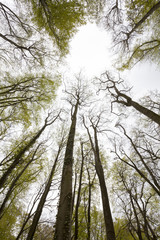 Fototapeta premium Buchenwald, im Frühling, Sauerland, Nordrhein-Westfalen, Deutschland