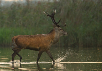 Male of red deer walking in the water, clean background, Poland, Europe