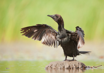 Pygmy cormorant drying its wings, clean background, Hungary, Europe