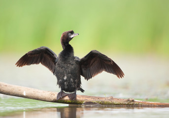  Pygmy cormorant drying its wings on the branch, clean background, Hungary, Europe