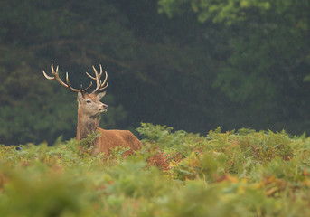 Young male of red deer standing in high fern, rainy day, clean background, UK, Europe