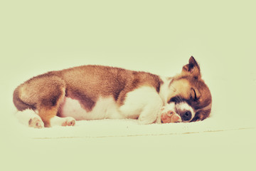 little puppy sleeping