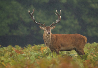 Naklejka na ściany i meble Male of red deer standing in high fern, rainy day, clean background, UK, Europe
