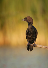 Pygmy cormorant sitting on the branch, clean background, Hungary, Europe