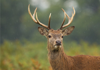 Naklejka na ściany i meble Young male of red deer standing in high fern, rainy day, clean background, UK, Europe